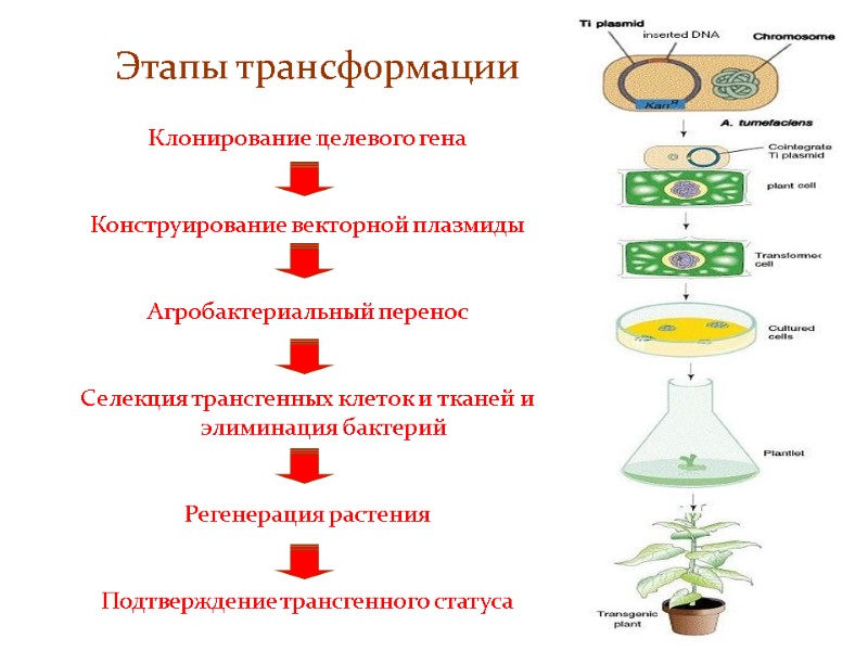 Этапы трансформации Клонирование целевого гена  Конструирование векторной плазмиды  Агробактериальный перенос  Селекция